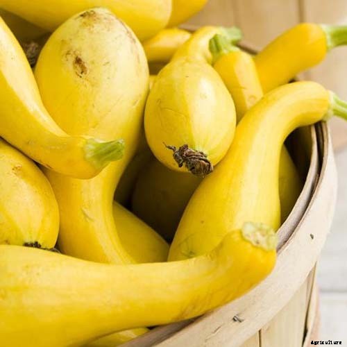 21 of the Best Summer Squash Varieties for Your Garden