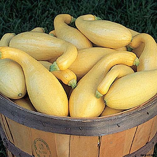 21 of the Best Summer Squash Varieties for Your Garden