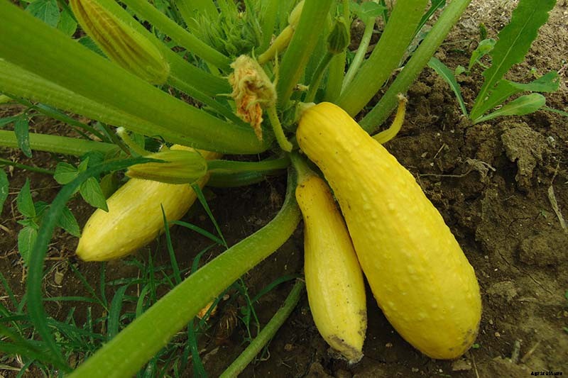21 of the Best Summer Squash Varieties for Your Garden
