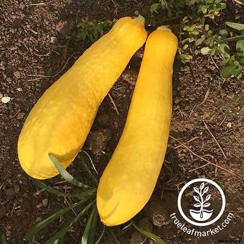 21 of the Best Summer Squash Varieties for Your Garden