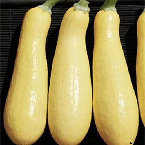 21 of the Best Summer Squash Varieties for Your Garden