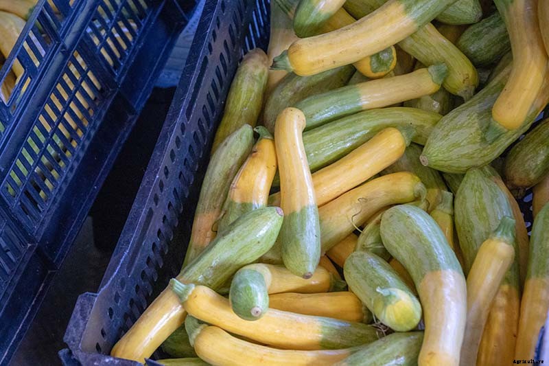 21 of the Best Summer Squash Varieties for Your Garden