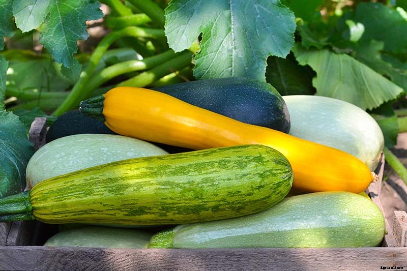 21 of the Best Summer Squash Varieties for Your Garden