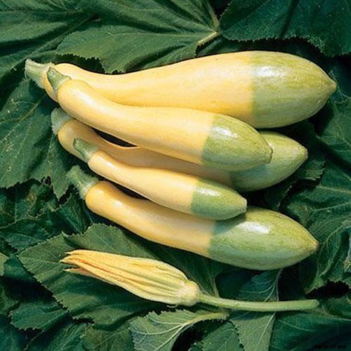 21 of the Best Summer Squash Varieties for Your Garden