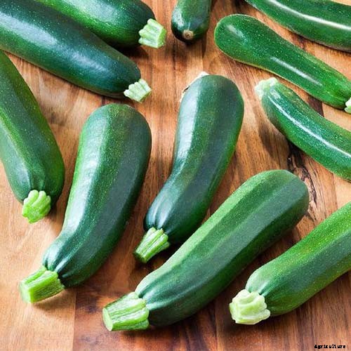 21 of the Best Summer Squash Varieties for Your Garden