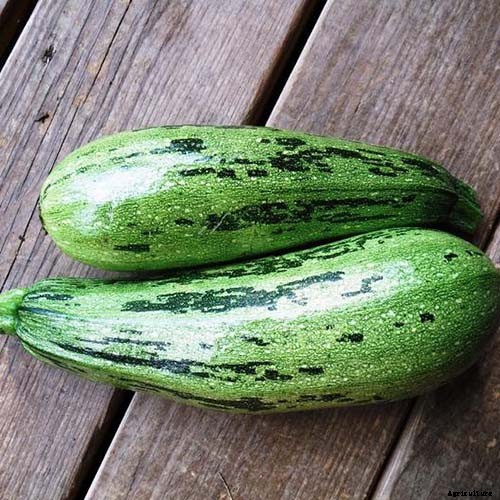 21 of the Best Summer Squash Varieties for Your Garden