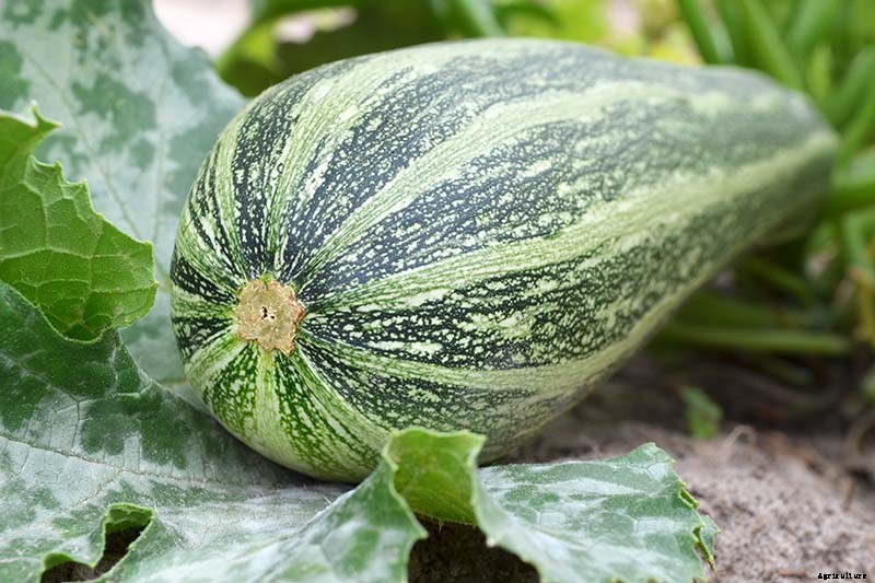 21 of the Best Summer Squash Varieties for Your Garden