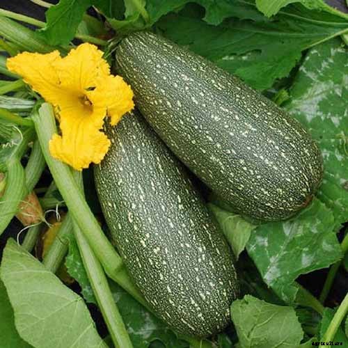 21 of the Best Summer Squash Varieties for Your Garden