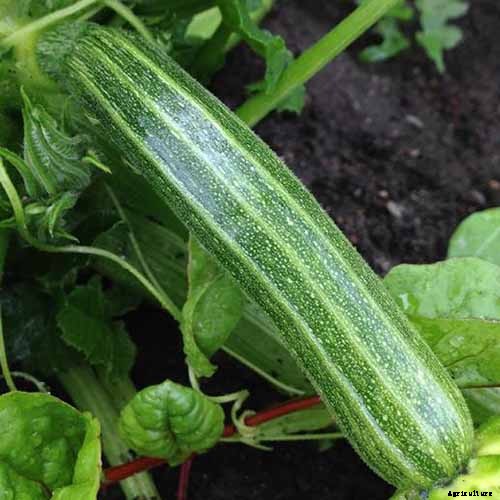 21 of the Best Summer Squash Varieties for Your Garden