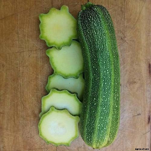 21 of the Best Summer Squash Varieties for Your Garden