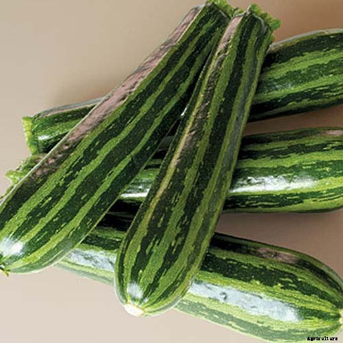 21 of the Best Summer Squash Varieties for Your Garden