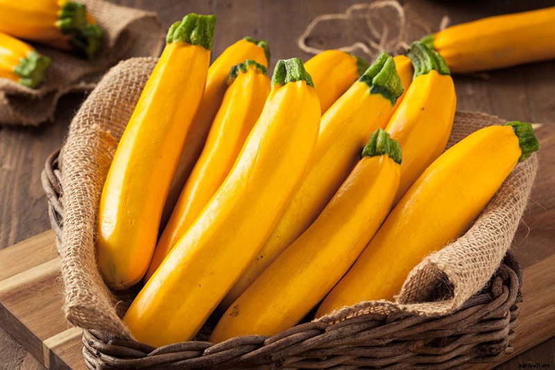 21 of the Best Summer Squash Varieties for Your Garden