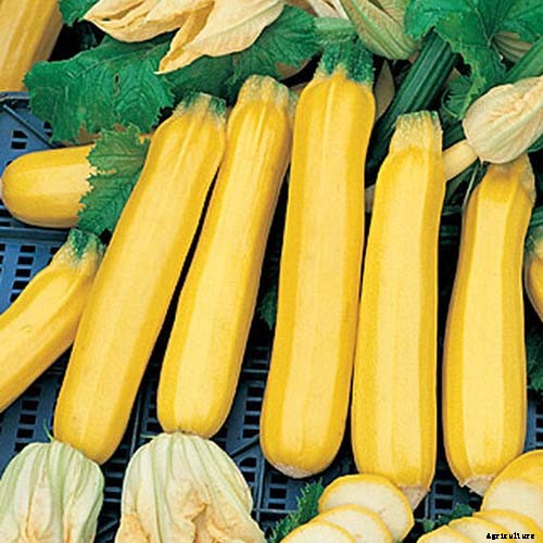 21 of the Best Summer Squash Varieties for Your Garden
