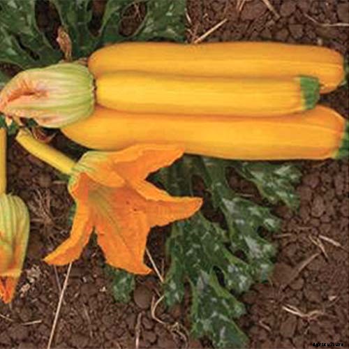 21 of the Best Summer Squash Varieties for Your Garden