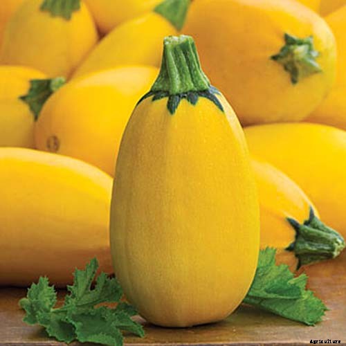 21 of the Best Summer Squash Varieties for Your Garden