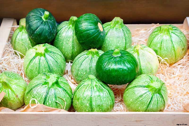 21 of the Best Summer Squash Varieties for Your Garden