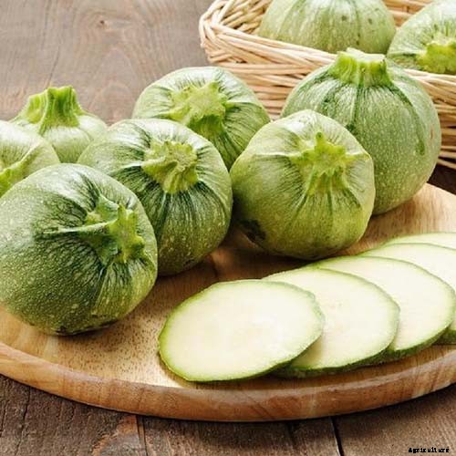 21 of the Best Summer Squash Varieties for Your Garden