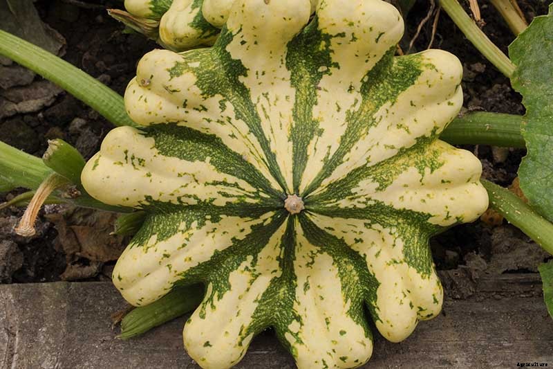 21 of the Best Summer Squash Varieties for Your Garden