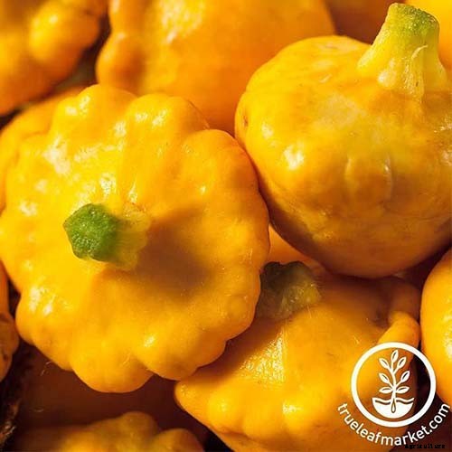 21 of the Best Summer Squash Varieties for Your Garden