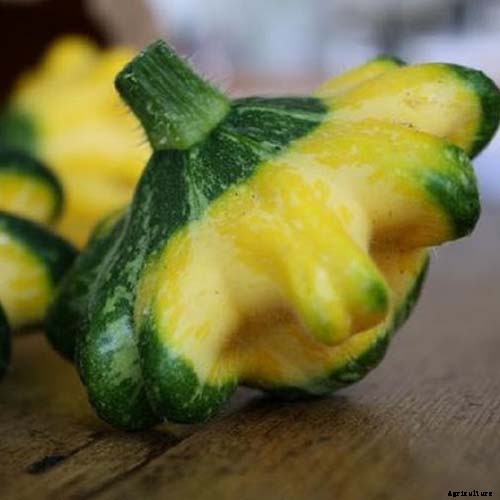 21 of the Best Summer Squash Varieties for Your Garden