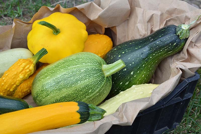 21 of the Best Summer Squash Varieties for Your Garden