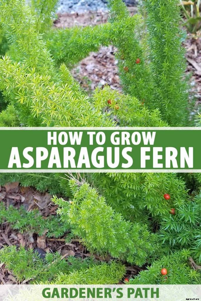 What’s Not an Asparagus and Not a Fern? Asparagus Fern!