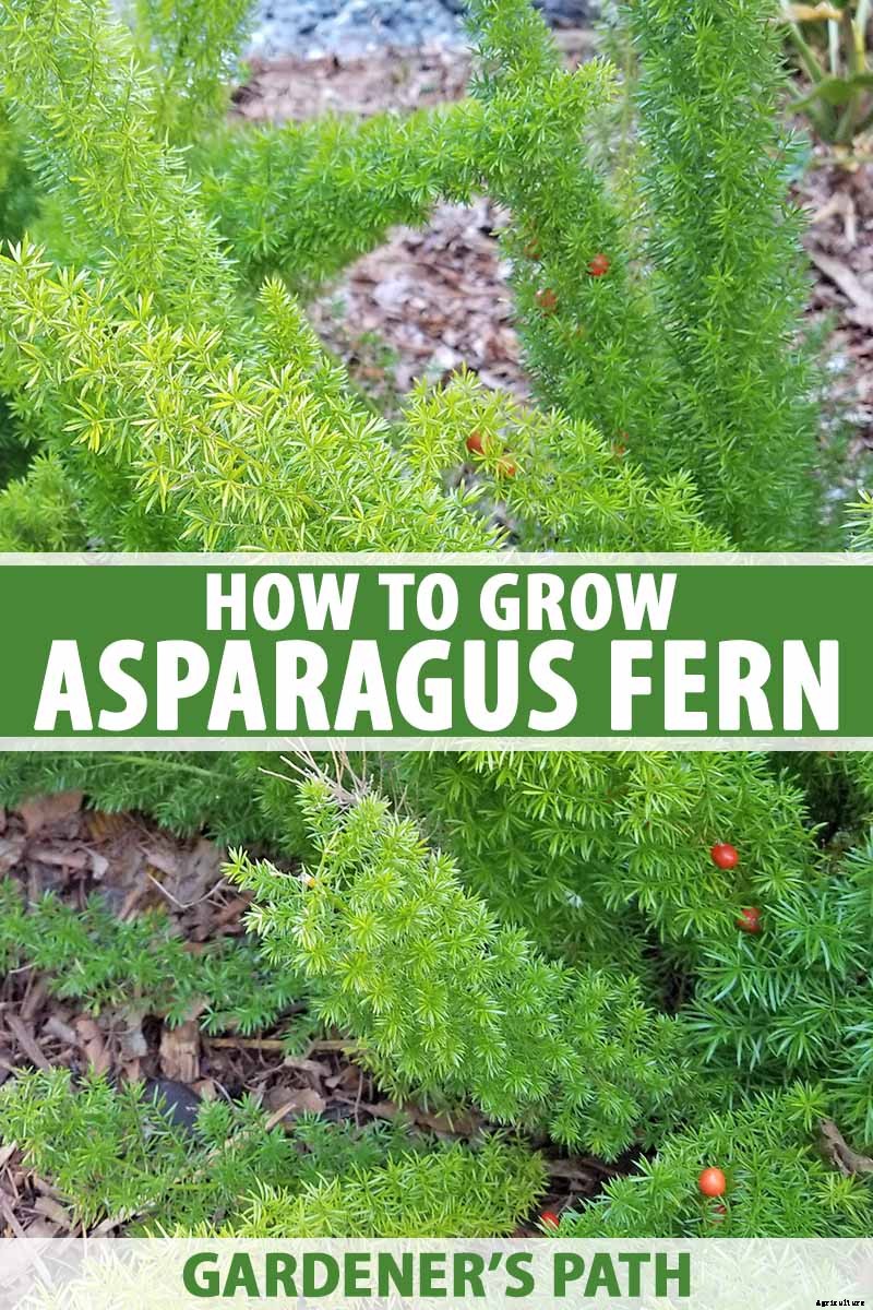 What’s Not an Asparagus and Not a Fern? Asparagus Fern!