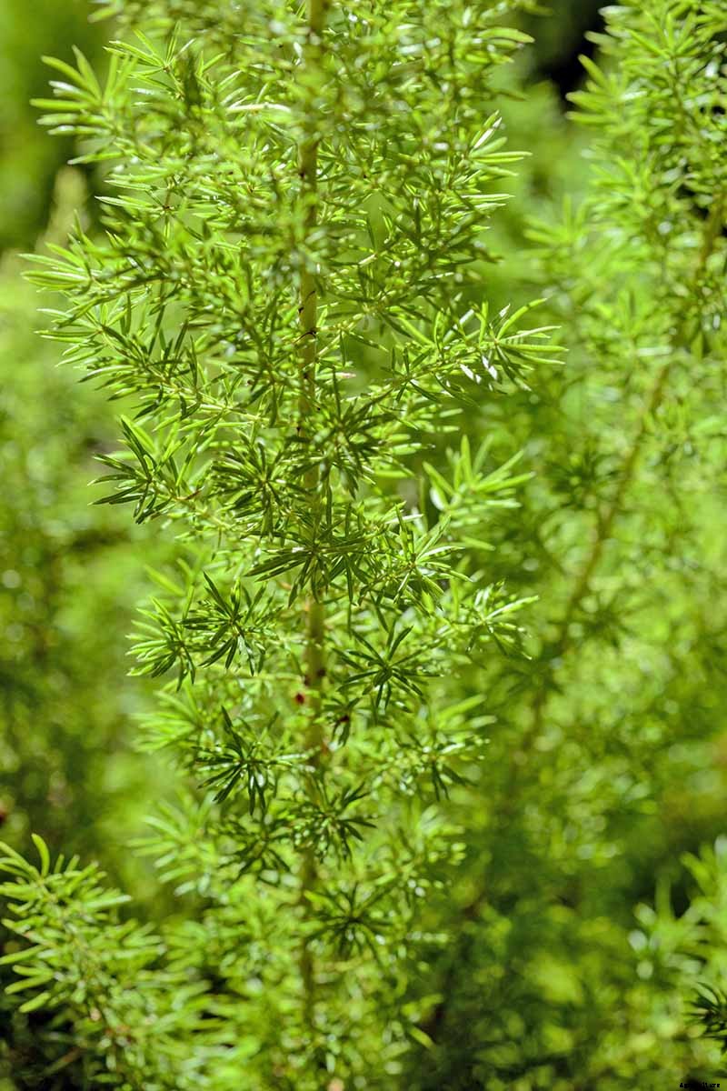 What’s Not an Asparagus and Not a Fern? Asparagus Fern!