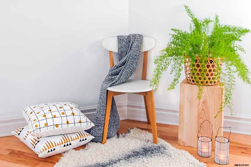 What’s Not an Asparagus and Not a Fern? Asparagus Fern!