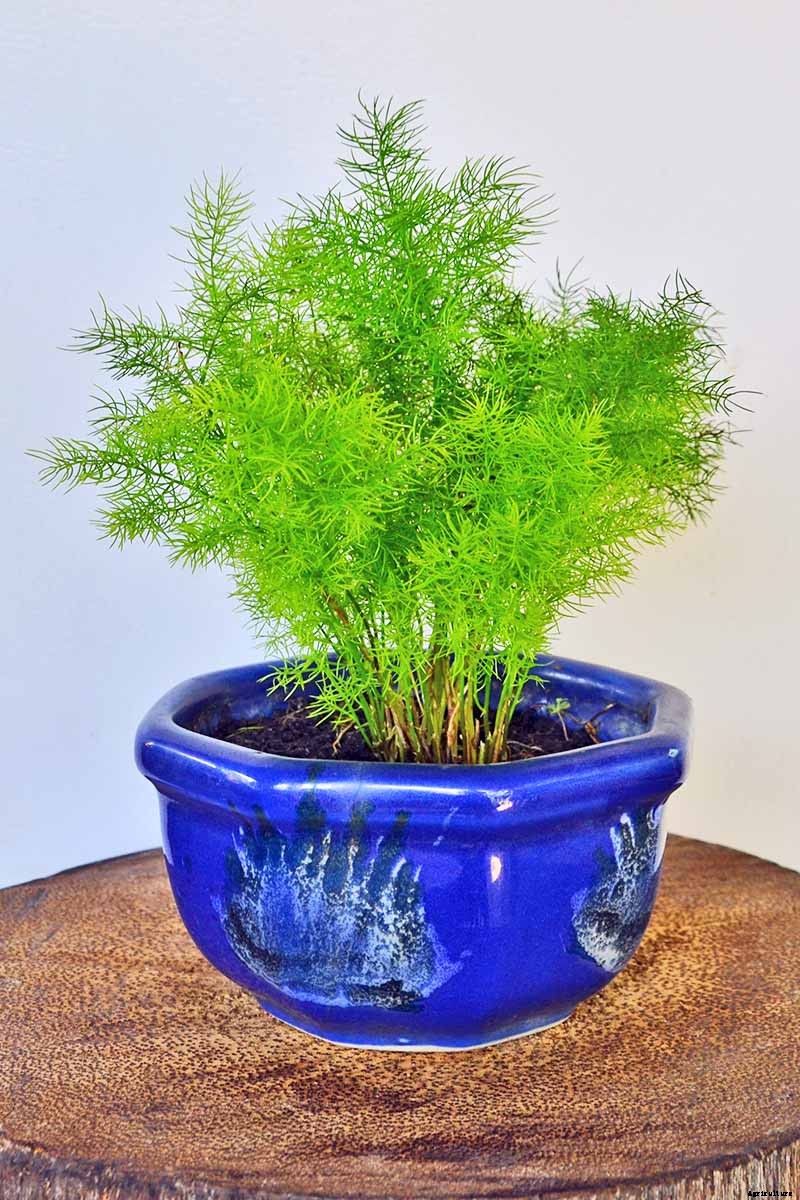 What’s Not an Asparagus and Not a Fern? Asparagus Fern!