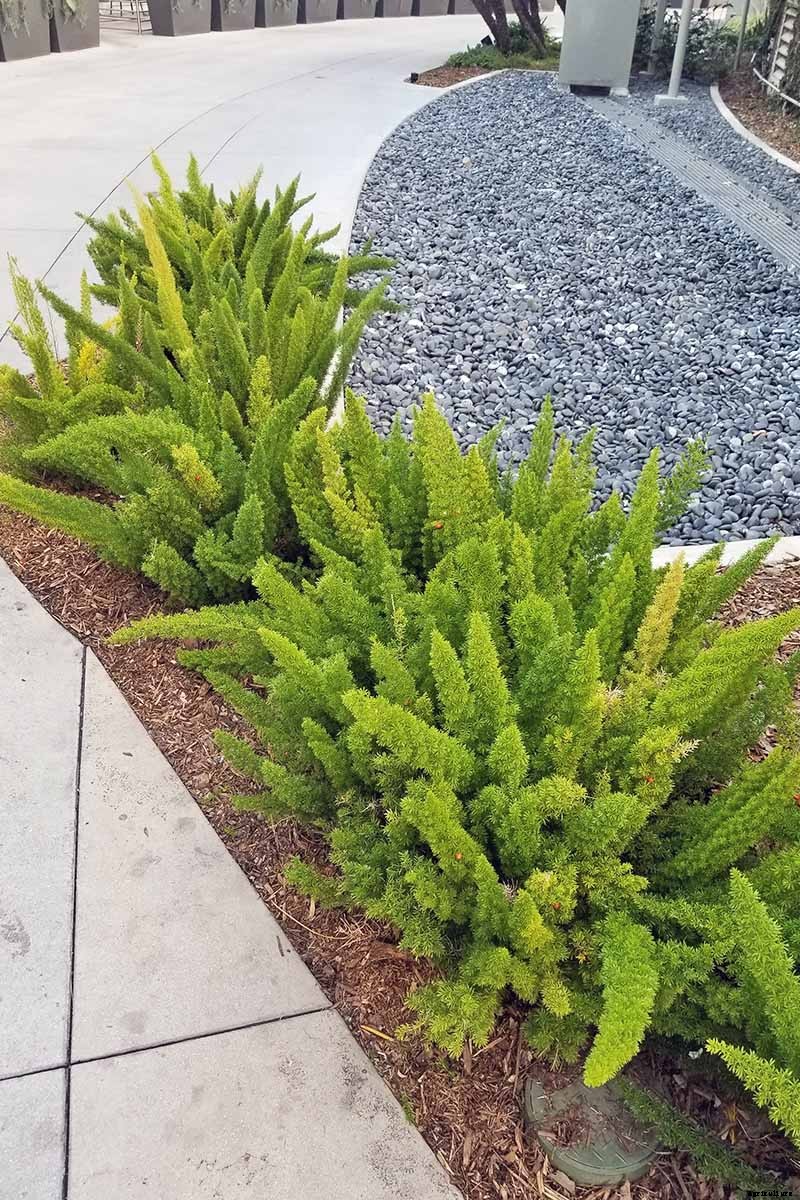 What’s Not an Asparagus and Not a Fern? Asparagus Fern!