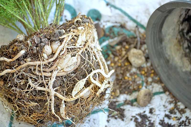 What’s Not an Asparagus and Not a Fern? Asparagus Fern!
