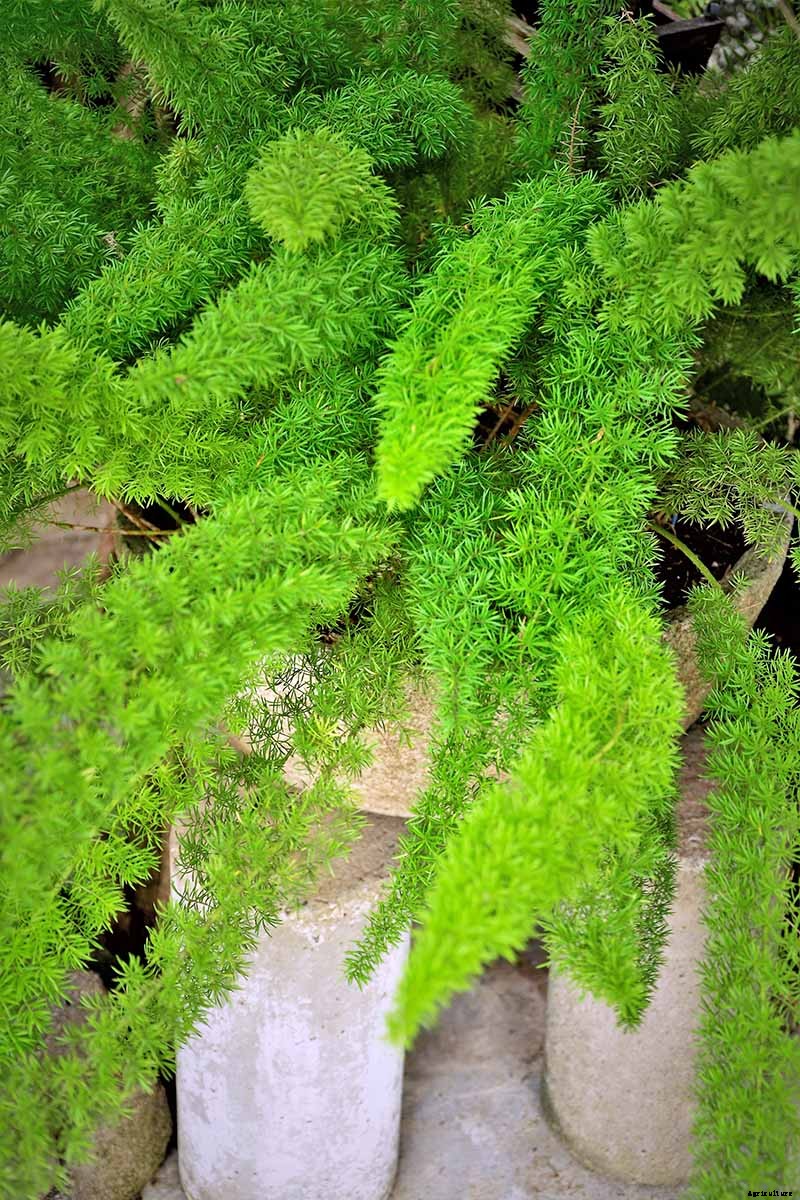 What’s Not an Asparagus and Not a Fern? Asparagus Fern!