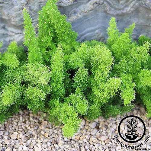 What’s Not an Asparagus and Not a Fern? Asparagus Fern!