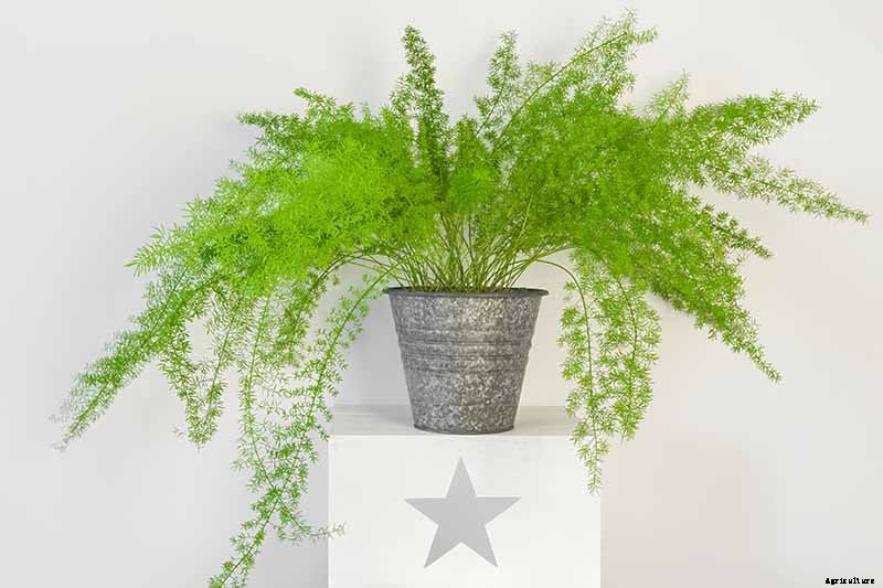 What’s Not an Asparagus and Not a Fern? Asparagus Fern!