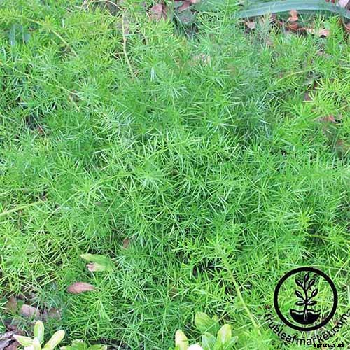 What’s Not an Asparagus and Not a Fern? Asparagus Fern!