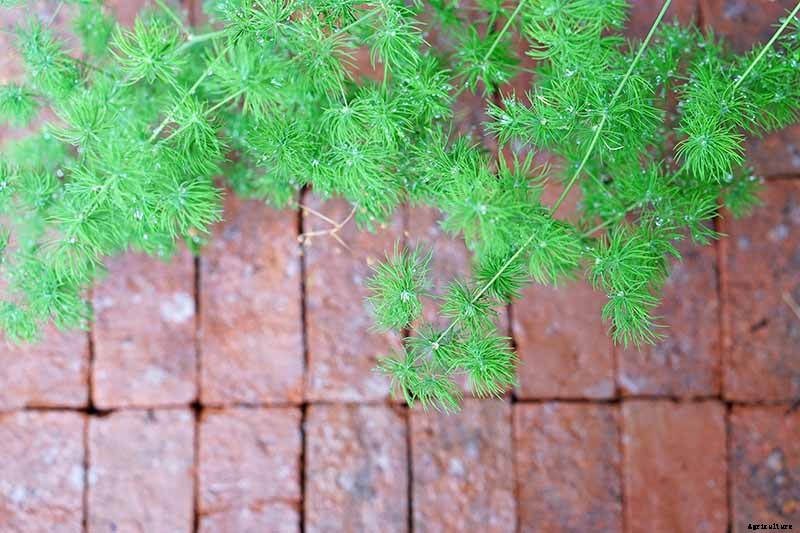 What’s Not an Asparagus and Not a Fern? Asparagus Fern!