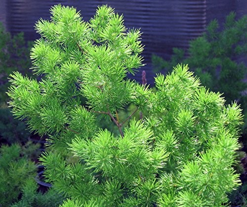 What’s Not an Asparagus and Not a Fern? Asparagus Fern!