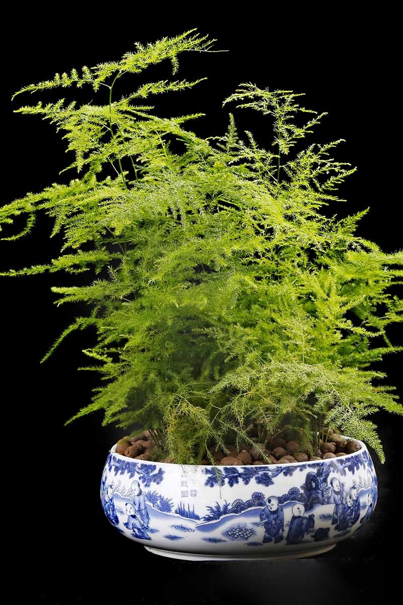 What’s Not an Asparagus and Not a Fern? Asparagus Fern!