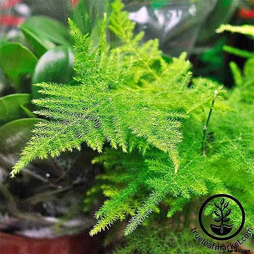 What’s Not an Asparagus and Not a Fern? Asparagus Fern!