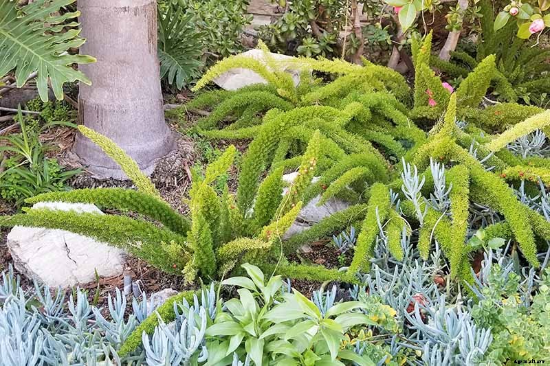 What’s Not an Asparagus and Not a Fern? Asparagus Fern!