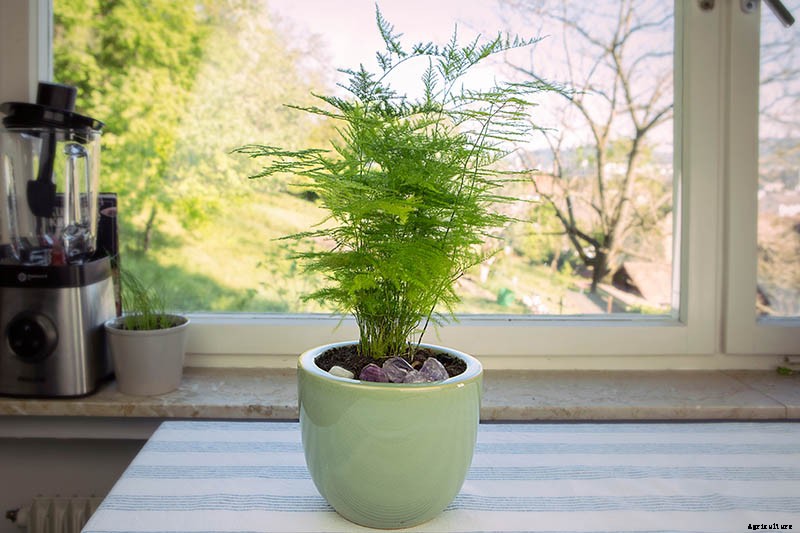 What’s Not an Asparagus and Not a Fern? Asparagus Fern!