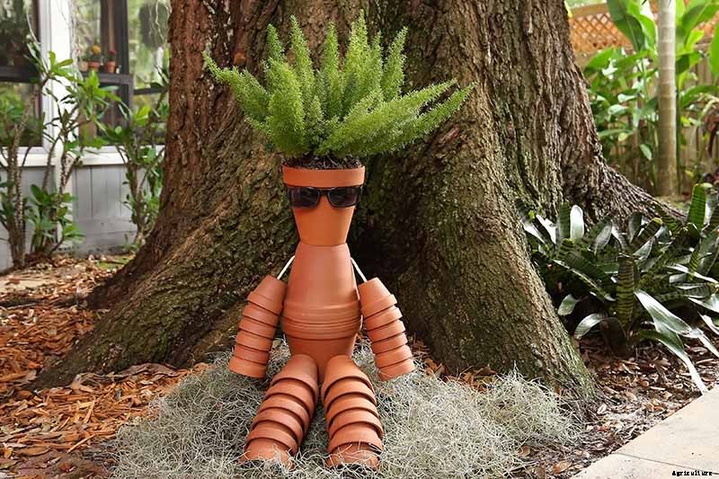 What’s Not an Asparagus and Not a Fern? Asparagus Fern!