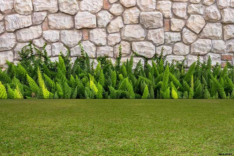 What’s Not an Asparagus and Not a Fern? Asparagus Fern!