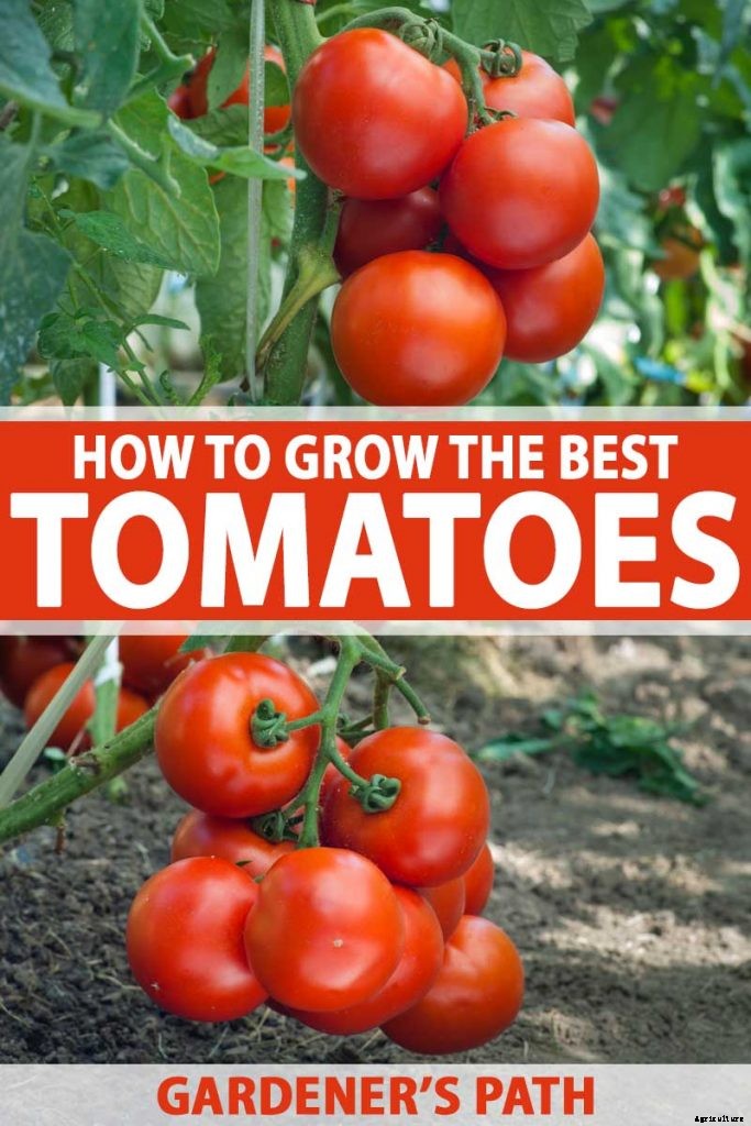 How to Grow and Care for Tomatoes in Your Garden