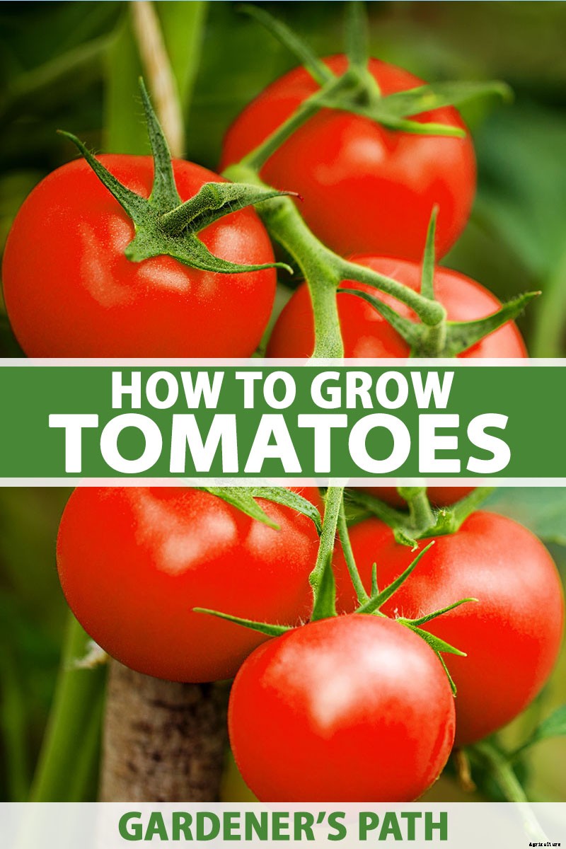 How to Grow and Care for Tomatoes in Your Garden