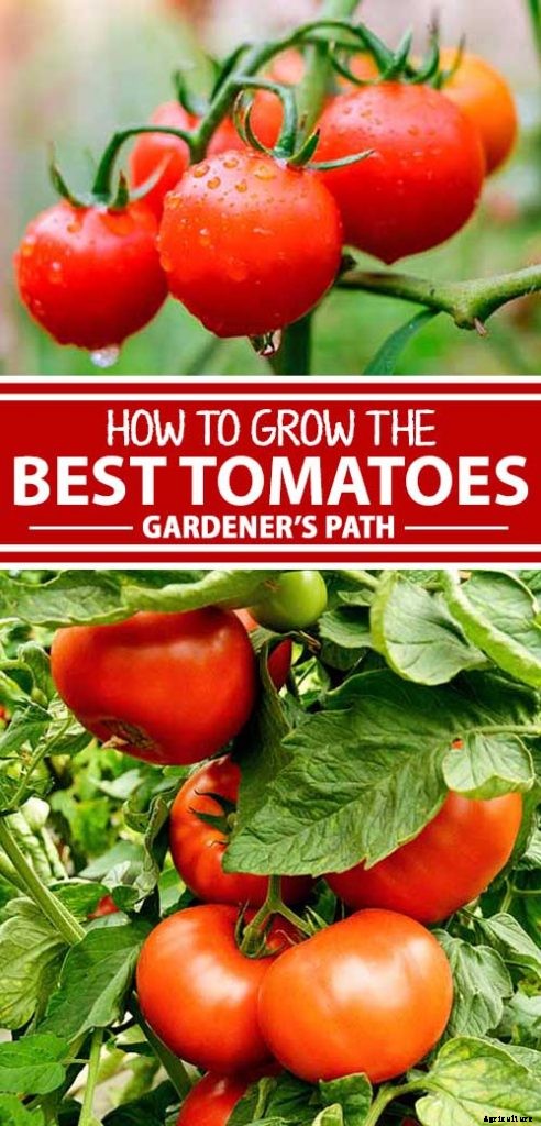 How to Grow and Care for Tomatoes in Your Garden