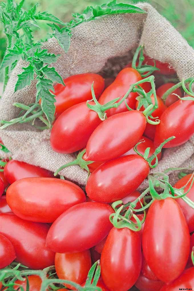 How to Grow and Care for Tomatoes in Your Garden