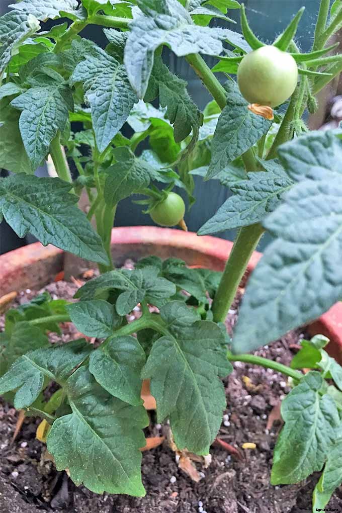 How to Grow and Care for Tomatoes in Your Garden