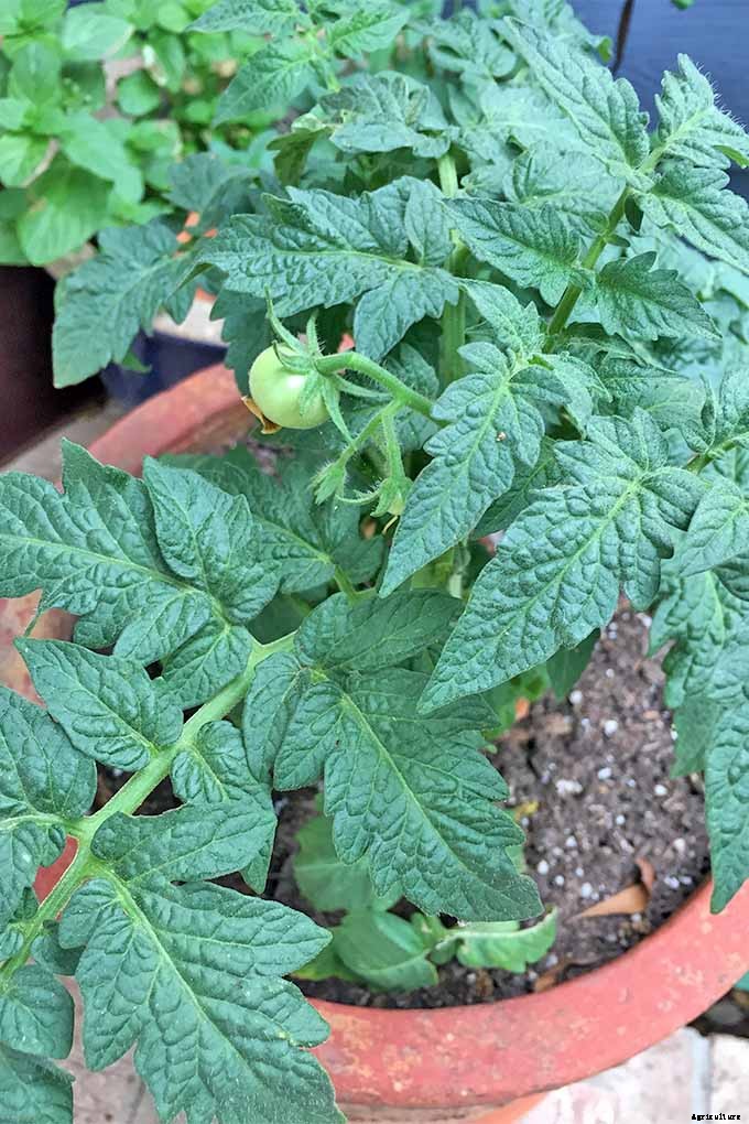 How to Grow and Care for Tomatoes in Your Garden